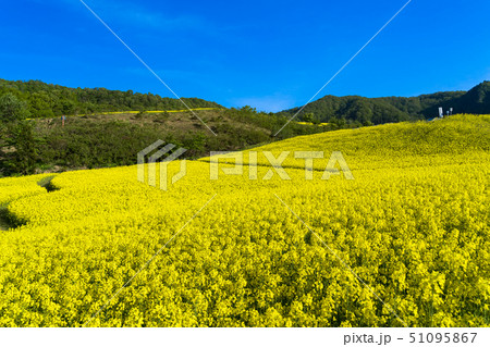 三ノ倉高原花畑　菜の花 51095867