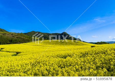 三ノ倉高原花畑　菜の花 51095870