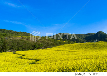 三ノ倉高原花畑　菜の花 51095882