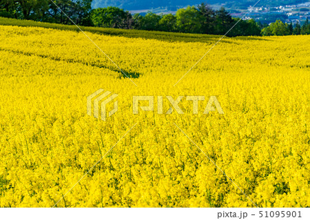 三ノ倉高原花畑　菜の花 51095901