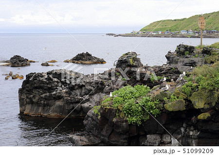 北海道　利尻島　ウミネコの子育て 51099209