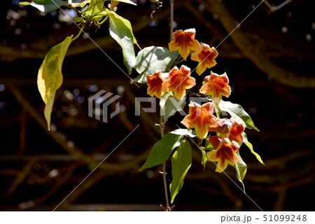 ツリガネカズラ ツリガネカズラ 51099248