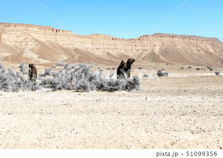 A cute, wild, single-humped camel lies on the A cute, wild, single-humped camel lies on the 51099356