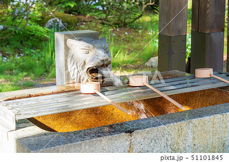 初夏の上杉神社 手水舎 山形米沢 初夏の上杉神社 手水舎 山形米沢 51101845