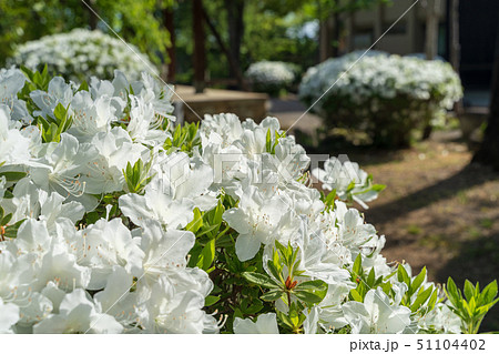 上杉神社の白つつじ 山形米沢 上杉神社の白つつじ 山形米沢 51104402