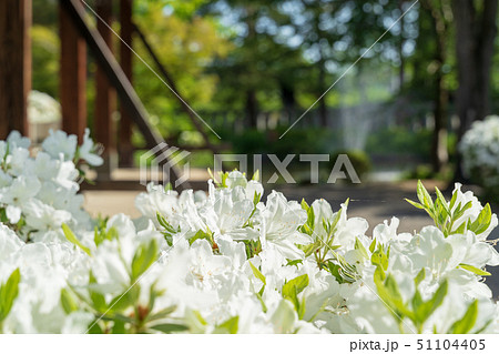 上杉神社の白つつじ 山形米沢 上杉神社の白つつじ 山形米沢 51104405