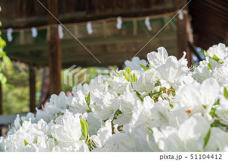 上杉神社の白つつじ 山形米沢 上杉神社の白つつじ 山形米沢 51104412