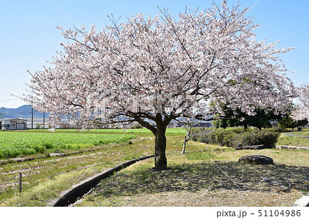 ウォーターパーク宮川のソメイヨシノの花　岡山県岡山市東区 51104986