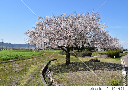 ソメイヨシノの花と公園と青空　岡山県岡山市東区 51104991