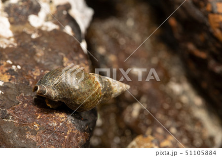 イソニナ 51105884