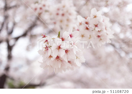 花 桜 ピンク 51108720