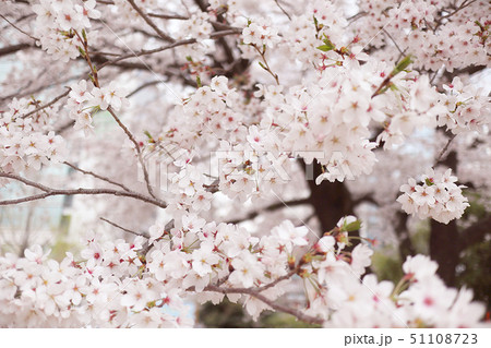 花 桜 ピンク 51108723