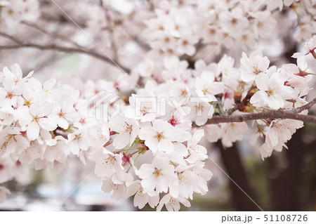花 桜 ピンク 51108726