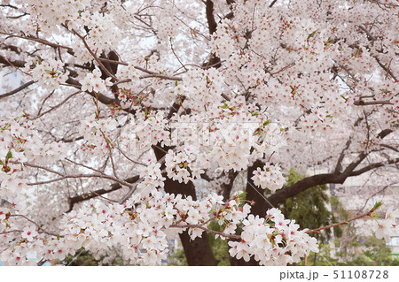 花 桜 ピンク 51108728