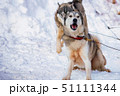 Close up playful Husky dogs used for sledding in snowy Russian city 51111344