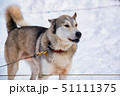 Close up beautiful Husky dog used for sledding in snowy Russian city 51111375