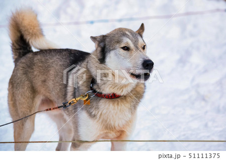 Close up beautiful Husky dog used for sledding in snowy Russian city Close up beautiful Husky dog used for sledding in snowy Russian city 51111375