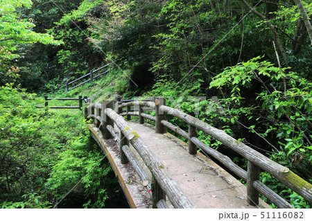 大日山遊歩道（南房総市） 51116082