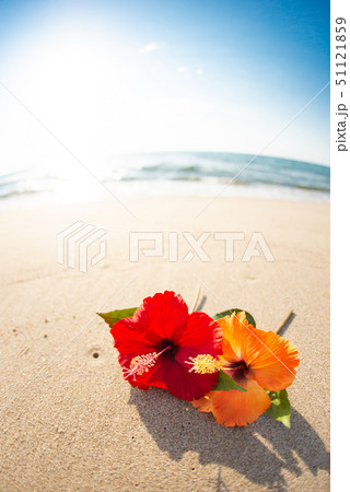 砂浜とハイビスカス 51121859