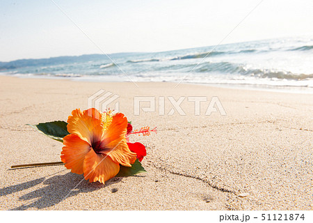 砂浜とハイビスカスの写真素材