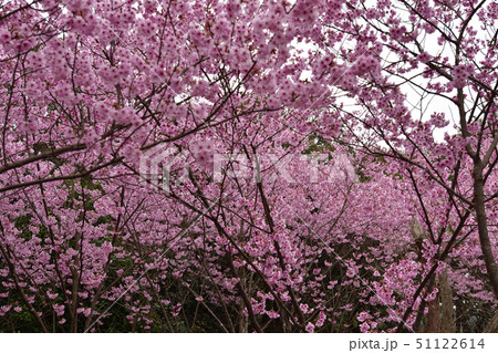 熊野若王子神社 桜花苑 陽光桜 熊野若王子神社 桜花苑 陽光桜 51122614