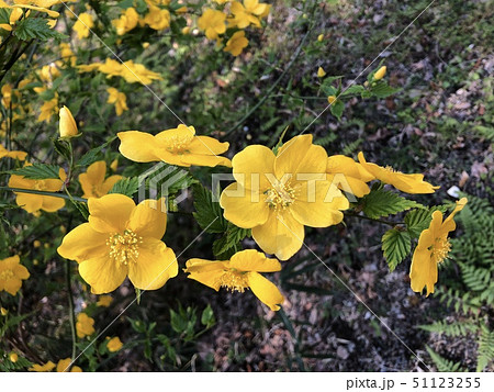 明治神宮に咲くヤマブキ 51123255