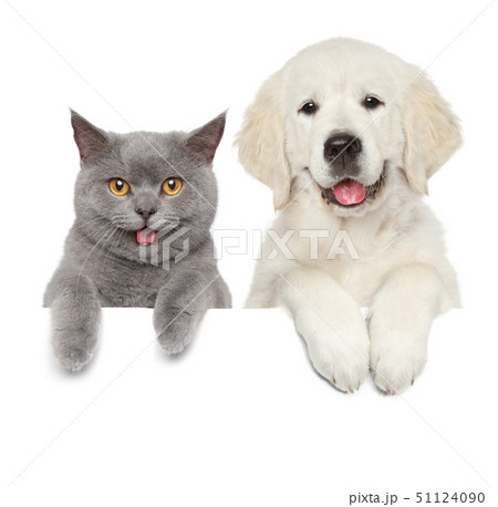 Cat and dog over white banner 51124090