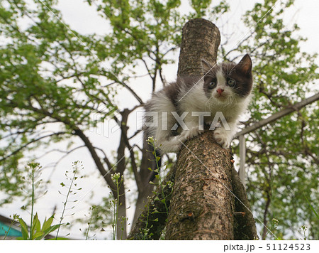 Kitten climbs a tree. He plays like a squirrel. Kitten climbs a tree. He plays like a squirrel. 51124523