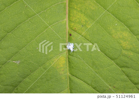 エノキワタアブラムシ 51124961