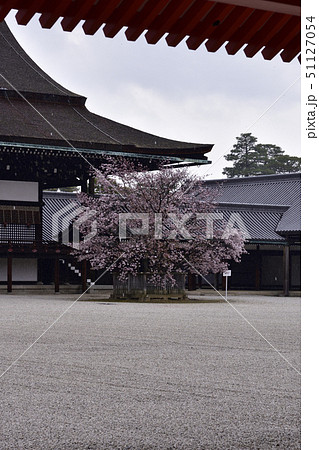京都御所 紫宸殿 左近の桜 京都御所 紫宸殿 左近の桜 51127054