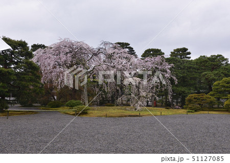 京都御所 枝垂れ桜 京都御所 枝垂れ桜 51127085