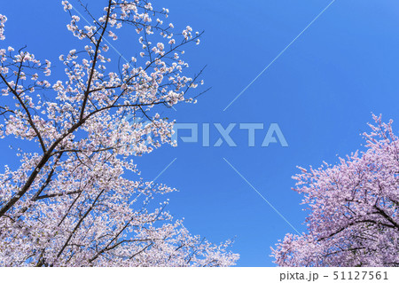 青空と桜 青空と桜 51127561