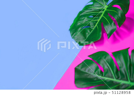 Tropical green palm monstera leaves or swiss cheese plant on pink and blue background. 51128958