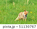 首を傾げているキツネ 51130767