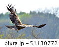 羽ばたいているトンビ 51130772