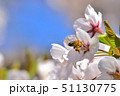 北海道の桜と蜂 51130775