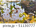 北海道の桜 51130777