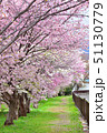 北海道の桜並木 51130779