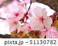 北海道の桜 51130782