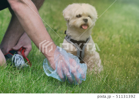 Picking up dog poop 51131392