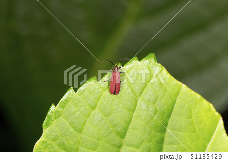 ニホンベニコメツキ 51135429