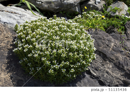 ハマボッス 51135436