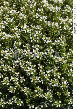 ハマボッス 51135438