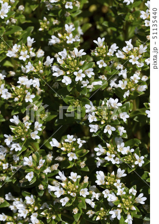 ハマボッス 51135440