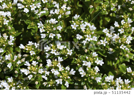 ハマボッス ハマボッス 51135442