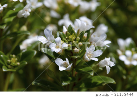 ハマボッス ハマボッス 51135444