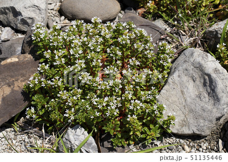 ハマボッス 51135446