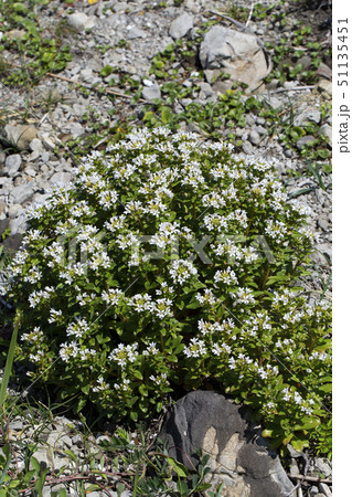 ハマボッス ハマボッス 51135451