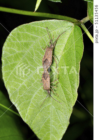 ホシハラビロヘリカメムシ 51135456