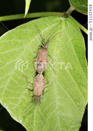 ホシハラビロヘリカメムシ 51135458